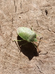 Sinopla perpunctatus