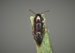 Tachinus corticinus