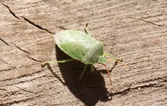 Sinopla perpunctatus