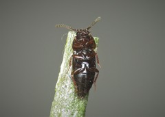 Tachinus corticinus