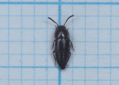 Tachinus corticinus