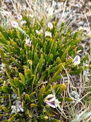 Carmichaelia corrugata