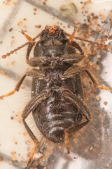Eleodes littoralis
