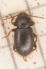 Eleodes littoralis