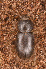 Eleodes littoralis