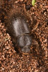 Eleodes littoralis