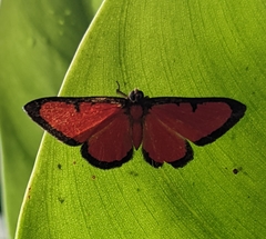 Mesene phareus