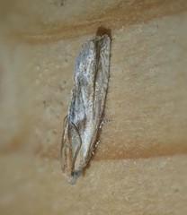 Eucosma cana