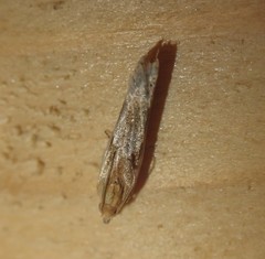 Eucosma cana