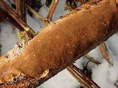 Fuscoporia ferruginosa