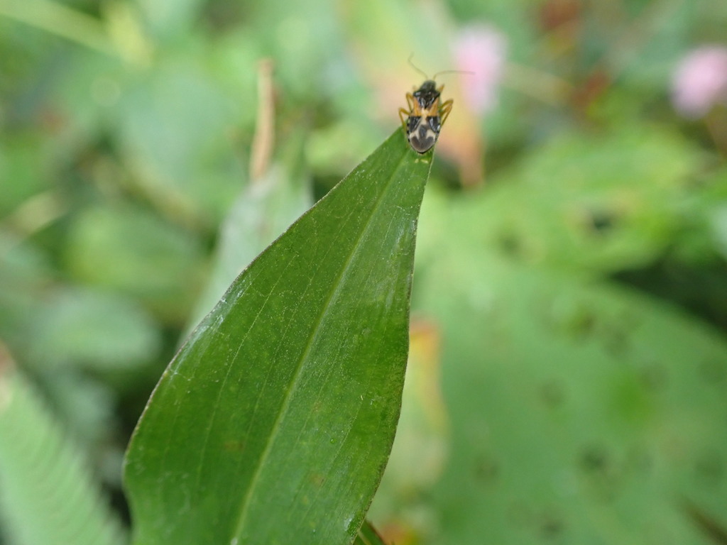 Chryxini