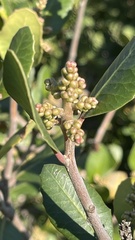 Rhus integrifolia