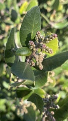 Rhus integrifolia