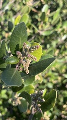 Rhus integrifolia