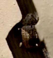 Cryptorhynchus fuscatus