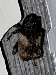 Cryptorhynchus fuscatus