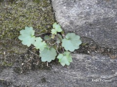 Cymbalaria muralis