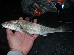 Menticirrhus