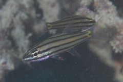 Five-Lined Cardinalfish photo 4