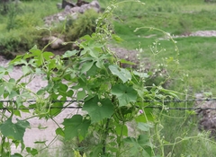 Echinopepon wrightii