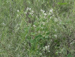 Guardiola platyphylla