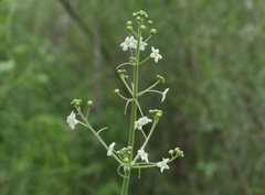 Echinopepon wrightii