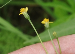 Bidens leptocephala
