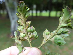 Eriococcus
