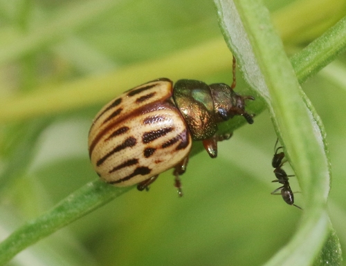 Burrobrush Leaf Beetle