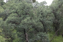 Quercus oblongifolia