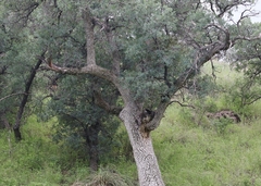 Quercus oblongifolia