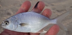 Trachinotus paitensis
