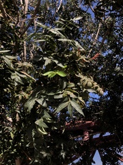 Pistacia chinensis