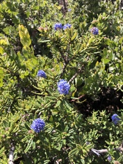 Ceanothus papillosus