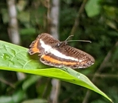 Nymphidium lisimon lisimon