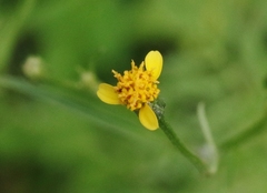 Bidens leptocephala