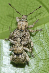 Brachyolus punctatus