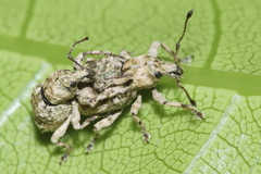 Brachyolus punctatus