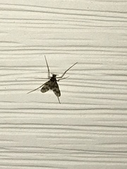 Psectrotanypus dyari