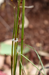 Sorghum leiocladum