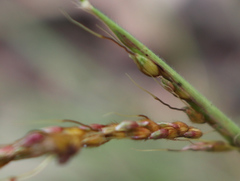 Sorghum leiocladum
