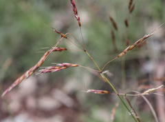 Sorghum leiocladum