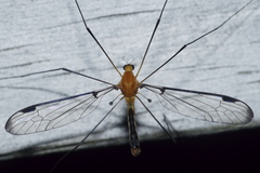 Aurotipula clara