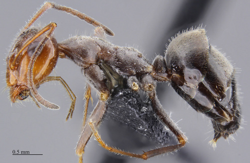 罗曼蜜罐蚁Myrmecocystus romainei
