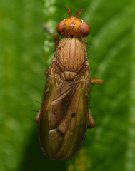Tetanocera elata