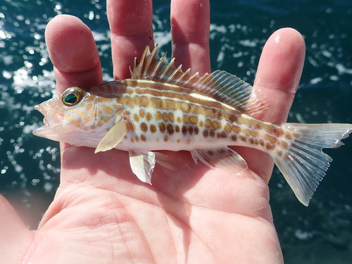Goldspotted Sand Bass