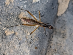 Micropeza grallatrix