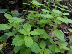 Hesperocnide tenella