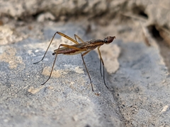 Micropeza grallatrix