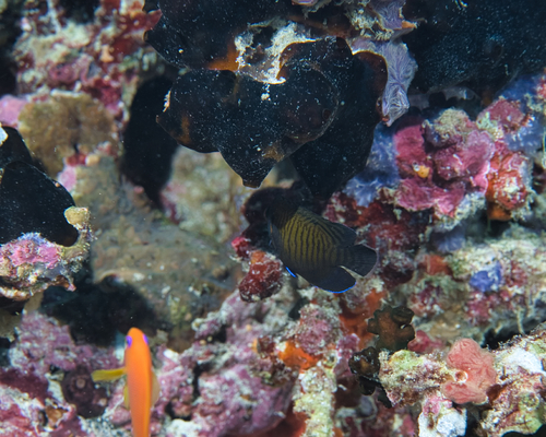 Brown Pygmy Angelfish — seen at this dive site
